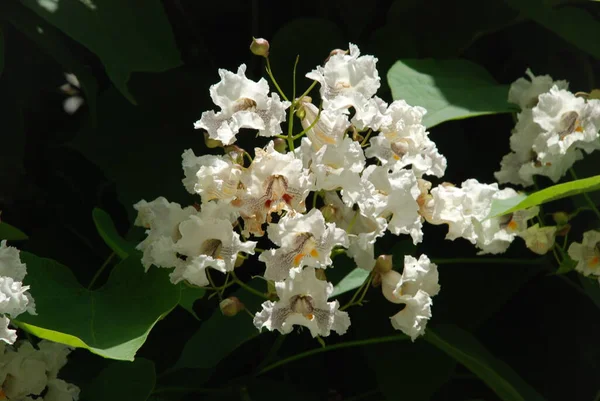 カタルパ Catalpa ビニョニア科の開花木の属です — ストック写真