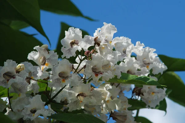 Catalpa Genus Flowering Trees Bignonia Family — Stock Photo, Image