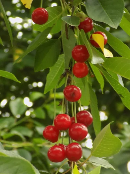 普通樱桃 Prunus Cerasus 枝条上的成熟樱桃 — 图库照片