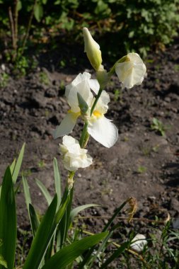 Horozlar veya irisler (Latin Iris)