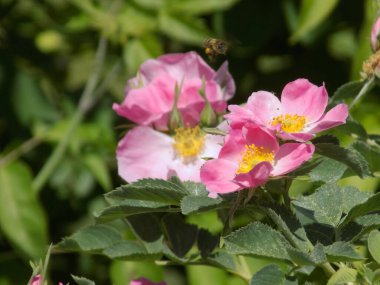 Common rosehip, or dog rose (Rosa canina L.)          