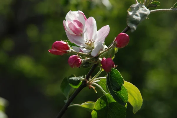 stock image White apple blossom, spring