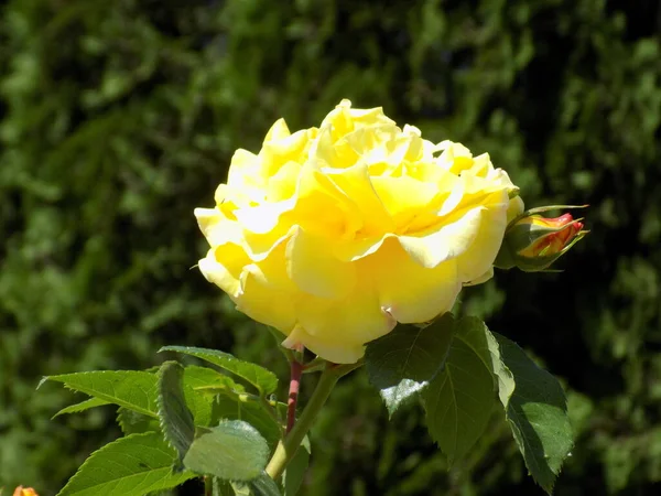 Rose Rosa 식물의 문화적 형태이다 — 스톡 사진