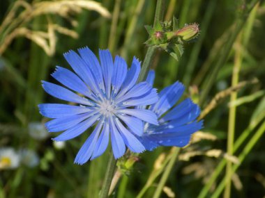 Centaurea, Saster familyasından bir bitki cinsidir.