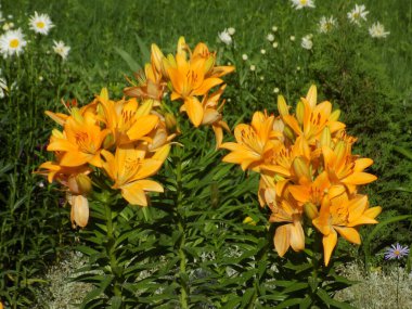 Lily (Lilium, Ukraynalı halk ismi Lily)          