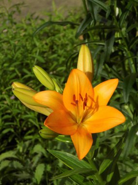 Lily (Lilium, Ukraynalı halk ismi Lily)          