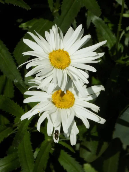 Camomila Género Botânico Pertencente Família Asteraceae — Fotografia de Stock