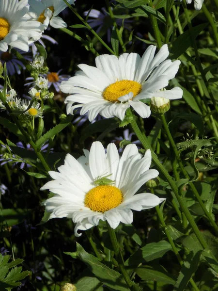 Camomila Género Botânico Pertencente Família Asteraceae — Fotografia de Stock