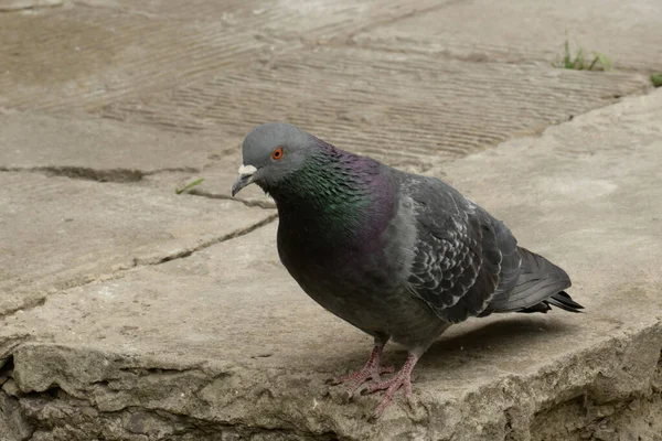 Gray Pigeon Columba Livia Photo Rock Dove — Stock Photo, Image