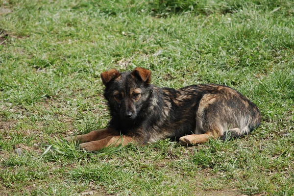 Honden Huisdieren Canis Lupus Familiaris Canis Familiaris — Stockfoto