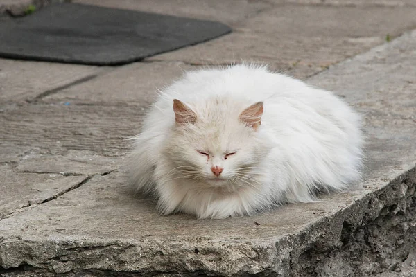 แมวของแมวหร อแมวของแมว Latin Felis Silvestris Catus นเด ยวก บญาต ของเขาแมวป — ภาพถ่ายสต็อก