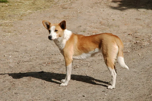 Chien Chien Domestique Canis Lupus Familiaris Canis Familiaris — Photo