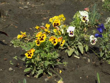 Üç renkli menekşe, vahşi nonoş (Viola üç renkli L.)          