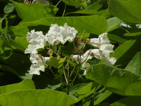 stock image Catalpa is a genus of flowering trees in the bignonia family. 