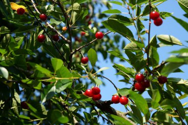 Genel kiraz (Prunus cerasus L.). Bir dalda olgun kiraz.