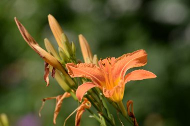 Lily (Lilium, Ukraynalı halk ismi Lily)