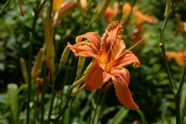 Lily (Lilium, Ukraynalı halk ismi Lily)