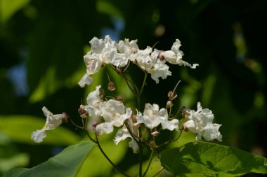 Katalpa, Afrika kıtasında bulunan bir ağaç cinsidir.. 