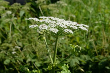 Borschivnik Sosnowski (Heracleum sosnowskyi Manden.)