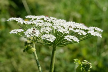 Borschivnik Sosnowski (Heracleum sosnowskyi Manden.)