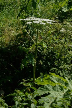 Borschivnik Sosnowski (Heracleum sosnowskyi Manden.)