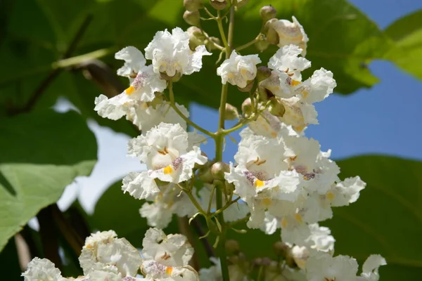Catalpa Рід Квіткових Дерев Родині Біґнонії — стокове фото