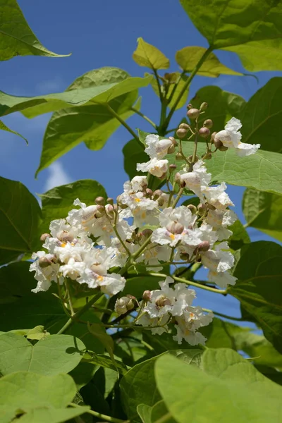Catalpa Género Árboles Con Flores Perteneciente Familia Bignonia —  Fotos de Stock