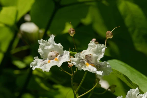 Catalpa Genus Flowering Trees Bignonia Family — Stock Photo, Image