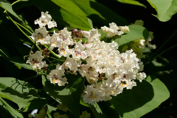 カタルパ Catalpa ビニョニア科の開花木の属です — ストック写真