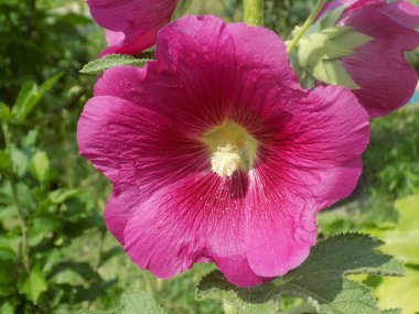 Malva, veya mallow (lat. Mlva)  