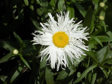 Chamomile or chamomile is a genus of annual, highly branched plants