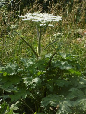 Borschivnik Sosnowski (Heracleum sosnowskyi Manden.)          