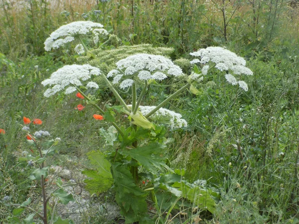 stock image Borschivnik Sosnowski (Heracleum sosnowskyi Manden.)          