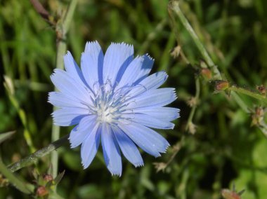 Centaurea, Saster familyasından bir bitki cinsidir.          