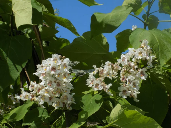 stock image Catalpa is a genus of flowering trees in the bignonia family. 