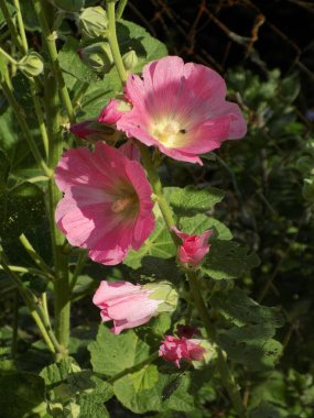 Malva, veya mallow (lat. Mlva)           