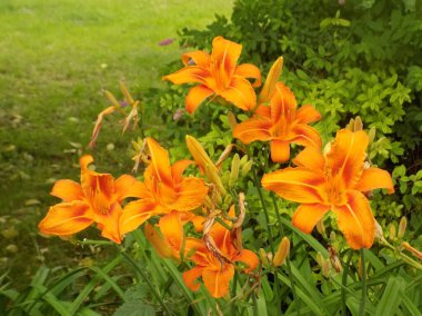 Lily (Lilium, Ukraynalı halk ismi Lily)