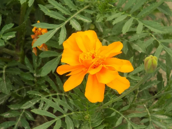 Marigolds Tagetes Género Plantas Herbáceas Perteneciente Familia Las Asteráceas —  Fotos de Stock