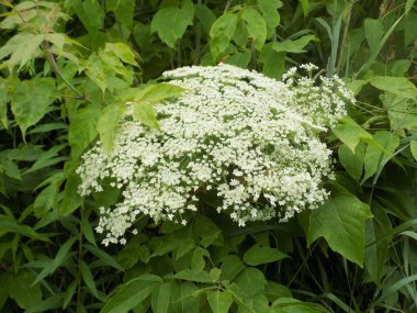 Borschivnik Sosnowski (Heracleum sosnowskyi Manden.)          