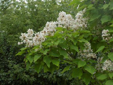 Katalpa, Afrika kıtasında bulunan bir ağaç cinsidir..