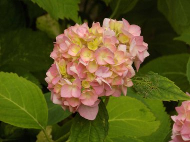 Hydrangea (Hydrangea) is a genus of flowering plants of the Hydrangea family