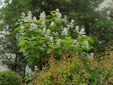 Katalpa, Afrika kıtasında bulunan bir ağaç cinsidir..