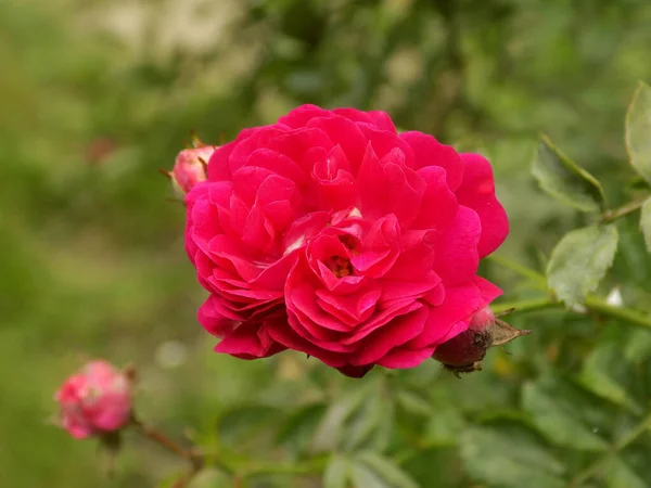 stock image Rose (Rosa L.) is a genus and cultural form of plants of the rose family