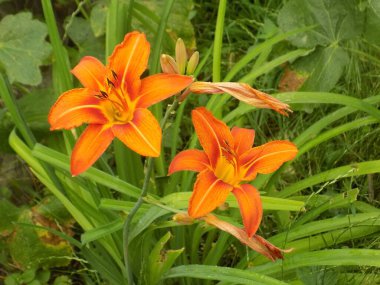 Lily (Lilium, Ukraynalı halk ismi Lily)