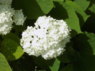 Hydrangea (Hydrangea) is a genus of flowering plants of the Hydrangea family