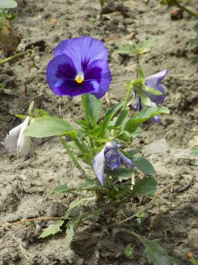   Üç renkli menekşe, vahşi nonoş (Viola üç renkli L.) 