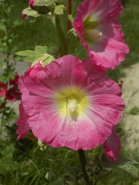 Malva, veya mallow (lat. Mlva)          