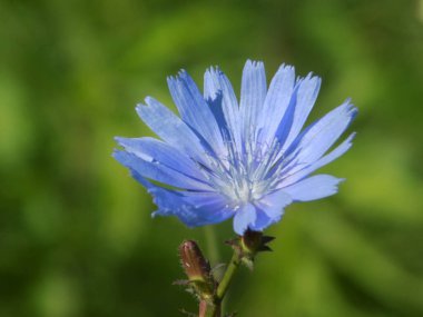 Centaurea, Saster familyasından bir bitki cinsidir.