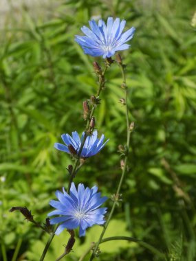 Centaurea, Saster familyasından bir bitki cinsidir.