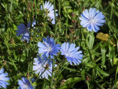 Centaurea, Saster familyasından bir bitki cinsidir.